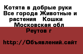 Котята в добрые руки - Все города Животные и растения » Кошки   . Московская обл.,Реутов г.